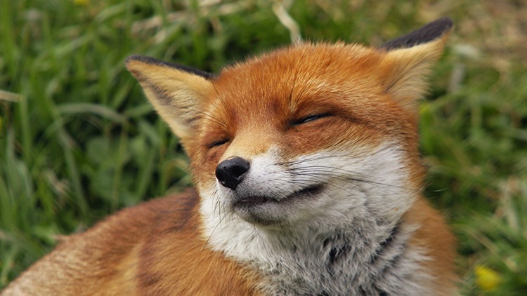 CHODZI LISEK KOŁO DROGI